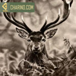 آموزش نقاشی سیاه قلم در کرج